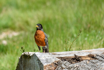 Signs of spring, American Robin standing on an old log on a sunny day, grass field in background
