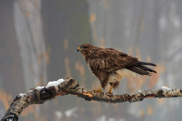 Buzzard , Buteo buteo, perched on a branch in winter.