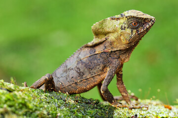 Male smooth helmeted iguana (Corytophanes cristatus) sitting on a log