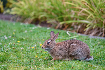 Naklejka na ściany i meble Adult native rabbit grazing on a clover in a green lawn 