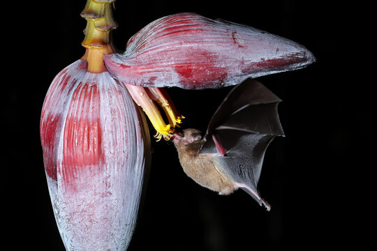 Orange Nectar Bat (Lonchophylla Robusta)