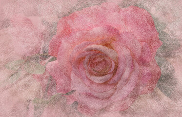 Pink Rose Abstract Texture