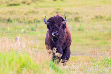 Large Male Buffalo in Field in Yellowstone National Park Wyoming Licking Nose