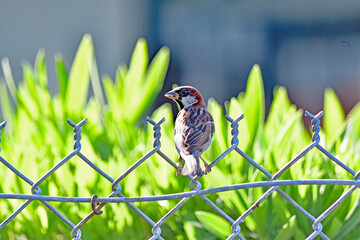 Sparrow on the Fench