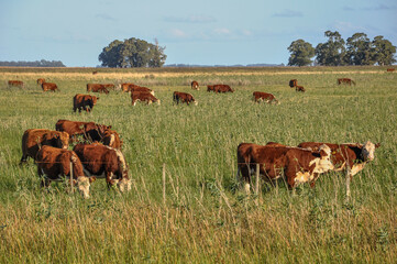 cows in a field