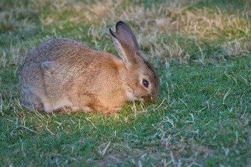 2020-08-01 A LONE LIGHT BROWN WILD RABBIT ON WHIDBEY ISLAND WASHINGTON