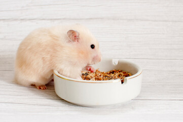 Dwarf hamster eating from white bowl isolated on gray background. Close up macro.