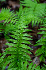 Fototapeta na wymiar Detail of a fern growing in the woods