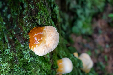 Young hemlock reishi mushroom (Ganoderma tsugae) growing on a tree