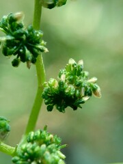 Macro shot of laportea flower with a natural background. Indonesian call it lateng or jelatang.