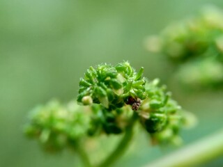 Macro shot of laportea flower with a natural background. Indonesian call it lateng or jelatang.