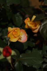 Yellow blend Flower of Rose 'Speelwark' in Full Bloom

