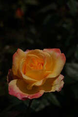 Yellow blend Flower of Rose 'Speelwark' in Full Bloom
