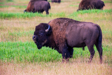Male Bison in Field in Grand Teton National Park Wyoming