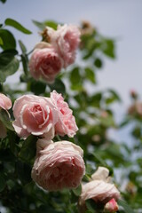 Faint Pink Flower of Rose 'St. Swithun' in Full Bloom
