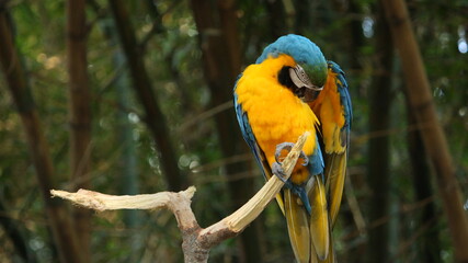 Yellow Red Beautiful Parrot sitting on Tree grooming themselves in isolation at Safari Park Forest