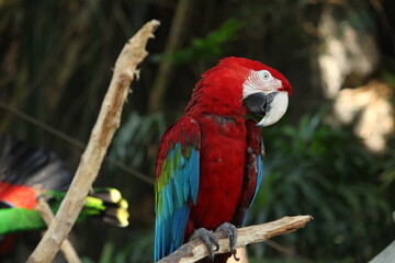 Fototapeta na wymiar Yellow Red Beautiful Parrot sitting on Tree grooming themselves in isolation at Safari Park Forest