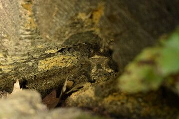 American Toad in Log