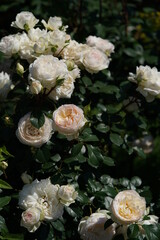Obraz na płótnie Canvas Faint Pink and White Flower of Rose 'Stephanie Guttenberg' in Full Bloom 