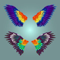 Obraz premium Attractive colorful wings