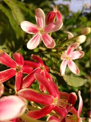 Fototapeta premium pink and white flower