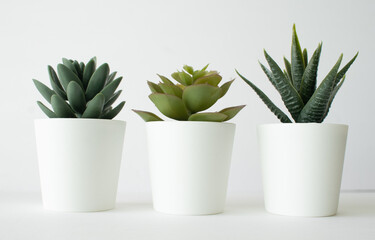 plants and succulents on white background