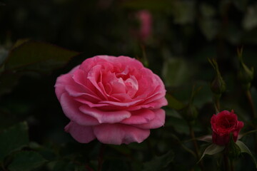 Light Pink Flower of Rose 'Strawberry Daiquiri' in Full Bloom
