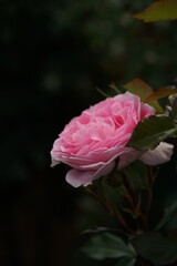 Fototapeta premium Light Pink Flower of Rose 'Strawberry Daiquiri' in Full Bloom 