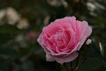 Light Pink Flower of Rose 'Strawberry Daiquiri' in Full Bloom
