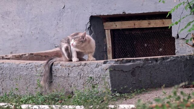 Kitty itching siting on cement parapet