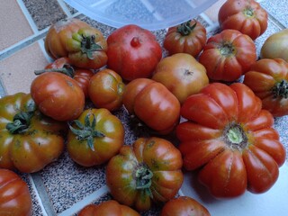 fresh tomatoes that are harvested directly in the garden