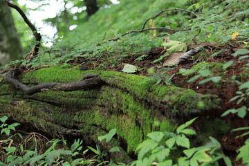 nature in mitake mountain , japan ,tokyo