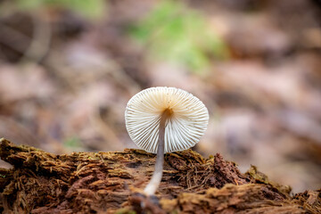 Mycena mushroom