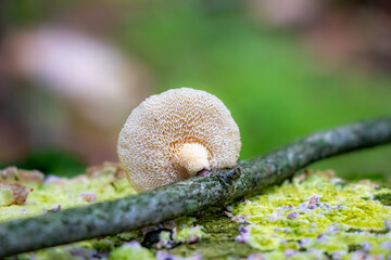 Polyporus arcularius (spring polypore) growing in the woods