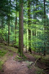 Forest landscape in Cook Forest State Park