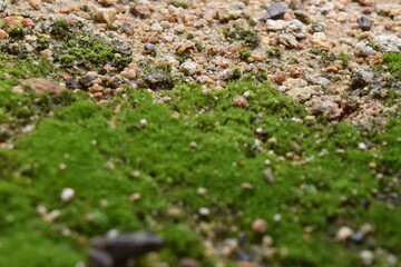 苔のある風景