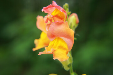 orange rose flower