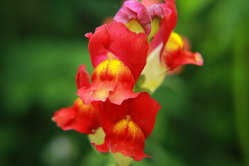 Fototapeta premium red and yellow tulip