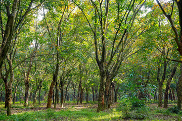 Fototapeta na wymiar Beautiful old trees on rubber plantation with autumn season. Colorful leaves and morning sunlight. 