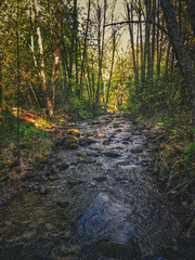 autumn in the forest over a creek