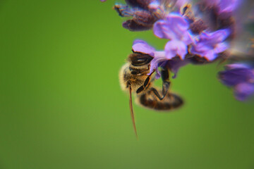 bee on a flower