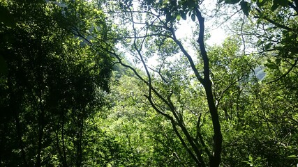 Fototapeta premium sun rays through trees