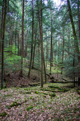 Forest landscape in Cook Forest State Park