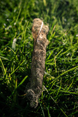 Old leaf on the grass