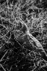 Autumn leaf on the grass