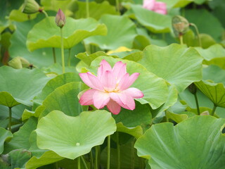 雨に濡れる蓮