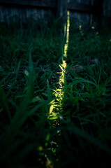Sunlight through the fence