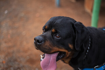 
happy rottweiler dog wanting to play posing for photo