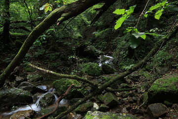 nature in mitake mountain , japan ,tokyo