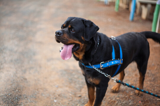 
happy rottweiler dog wanting to play posing for photo